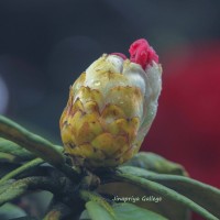 Rhododendron arboreum subsp. zeylanicum (Booth) Tagg